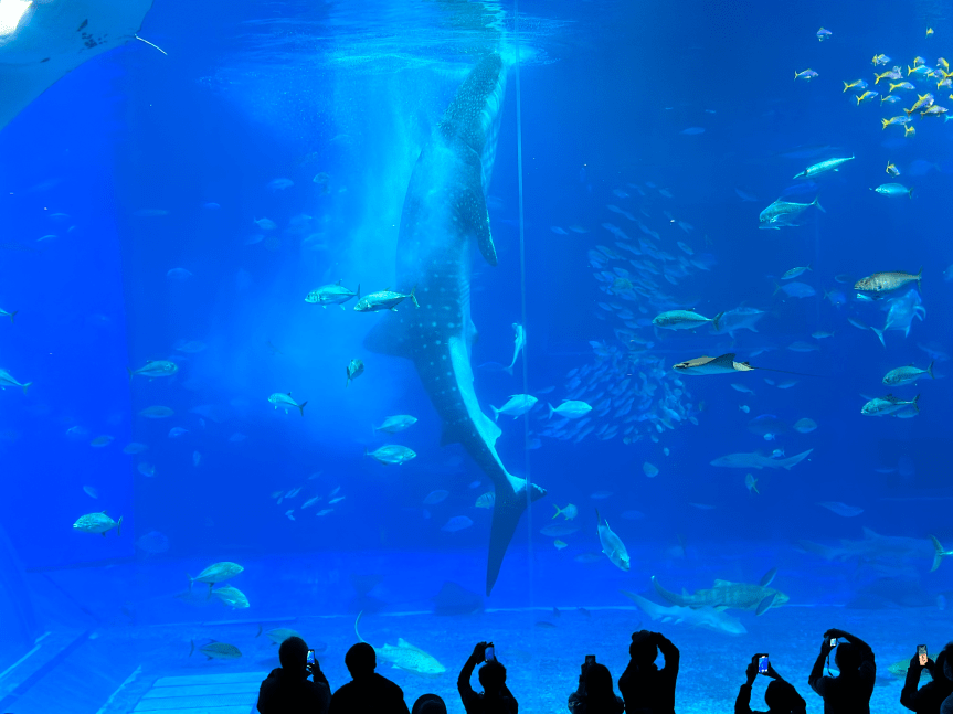 Okinawa Aquarium Showtime